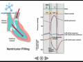 Heart Activity and Phisiology.flv