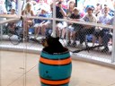 Bear Show
