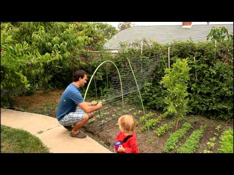 how to grow lebanese cucumbers