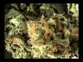afterhours-white-widow.html