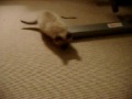 Cats 'N' Twigs.AVI