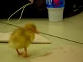 3days old Darwin/????????????3??