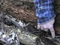 Finding blue spotted salamanders in the field.