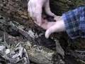 Blue Spotted Salamander