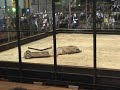 Buster vs. Ziggy - RG05