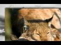 Mac OS X Leopard 10.5.6 iPC