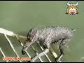 animales-divertidos.html