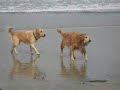 Golden Retrievers Playing Ball on the Beach