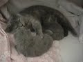 Hurra, wir sind da! (1. Schritte) British shorthair 3 weeks Hurra, wir sind da! (1. Schritte) British shorthair 3 weeks