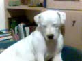 DOGO ARGENTINO GALA 