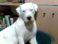 DOGO ARGENTINO GALA 