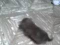videos de Kechachendo