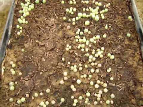 how to replant cactus babies