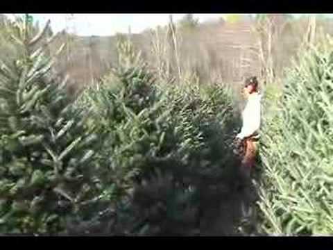 Wholesale Christmas Tree Harvest
