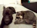 Watch 'Pit Bull and Raccoon Play Fighting'