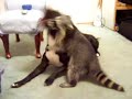 PIT BULL  AND RACCOON PLAY FIGHTING