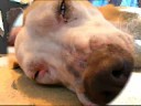 staffie pittbull staffie pittbull