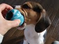 Kaiser The Beagle - Beagle Puppy Playing With His Kong