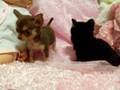 CHIHUAHUA PUPPIES  2 inches tall