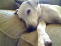 videos de Minky D-Lux on couch