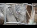 Author Ruth Rendell names Chester Zoo�s new baby elephant