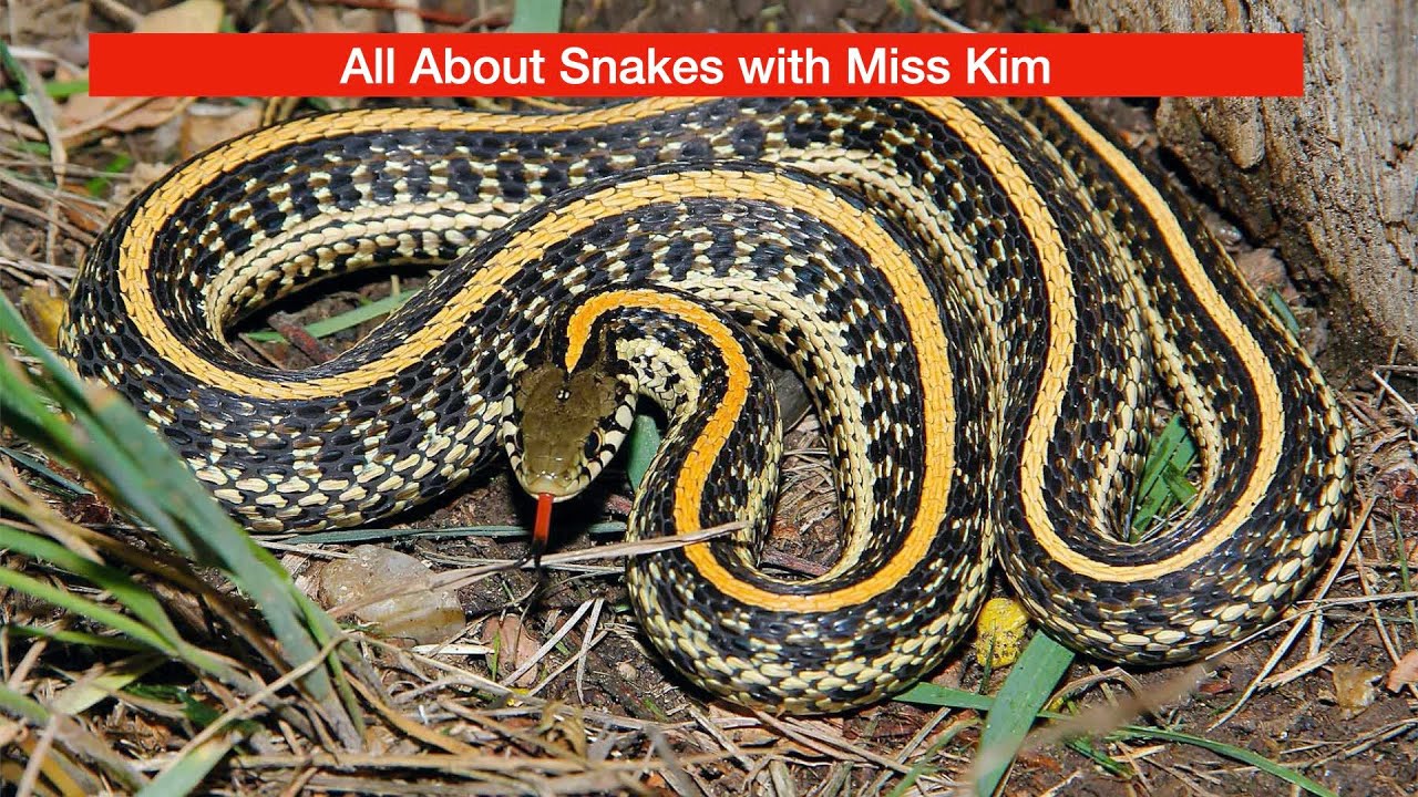 All About Snakes with Miss Kim