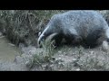 Jazbec (Badger) 23.8.2008 I. Jazbec (Badger) 23.8.2008 I.