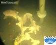 New Scientist video round-up - June 27, 2008
