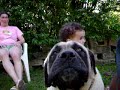 Mastiff play with my baby Catalina Badano Mastiff play with my baby Catalina Badano