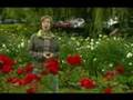 Rose of Tralee -- Ireland