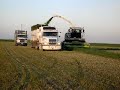 cutting silage cutting silage