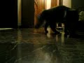 Lilli salta quando le lancio la pallina