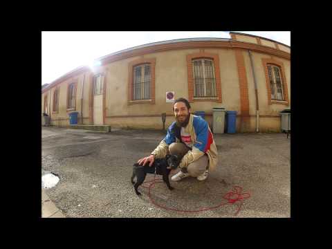 staffie