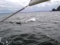 Dolphins Dolphins