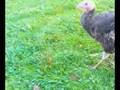 turkeys