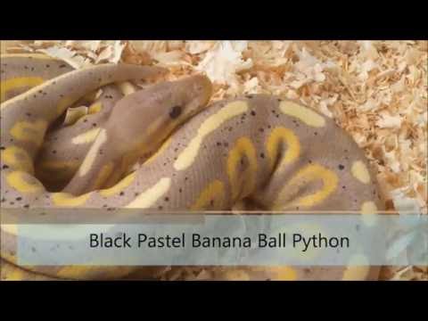 YouTube reptile video