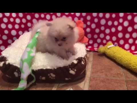 Kristoff pomeranian puppy