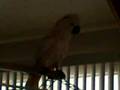 Rocky making sqeaking toy noises