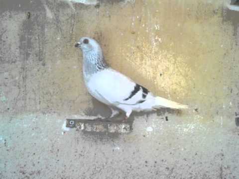 الاردن..طيور..حمام - طيور حمام الاردن ( الرمحي.