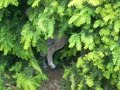 taba lia en yara onder de taxus