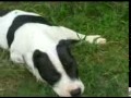 Funny Dog.avi