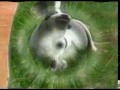 Funny Dog.avi
