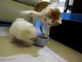 kedi k�pek