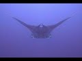 re-win-a-free-trip-on-the-solmar-v-to-socorro.html