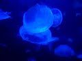 Jellyfish Swimming