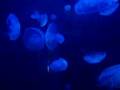Jellyfish Swimming