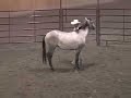 Jon Ensign Colt Starting
