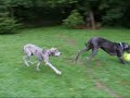 GREAT DANES having a GREAT ROMP!!! - Todd Rundgren
