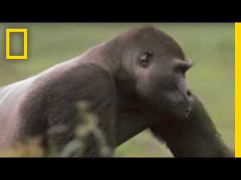 GORILLA