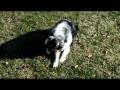 videos de Kodak Zi6 test